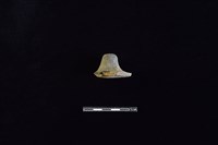 藏品(陶片)的圖片